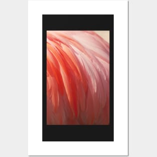 Flamingo #12 Posters and Art